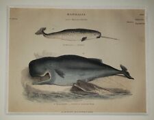 ALEXANDER FRANCIS LYDON (1836–1917) Original ANTIQUE Colored Engraving Whale picture