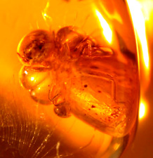 Bloated Methane Termite with Methane Bubbles in Dominican Amber Fossil Gem picture