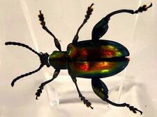 44mm Real Jewel Frog Beetle in Clear Lucite Resin Science Education Specimen picture