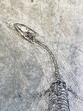 High Quality Keichousaurus Hui Fossil Genuine Dinosaur Reptile Fossil  picture