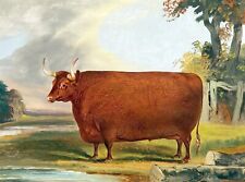 Dream-art Oil painting John-Vine-Devon-Ox wonderful strong animal in landscape picture