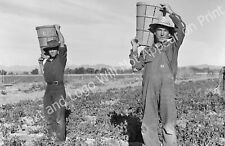 1939 Pea Pickers, Near Calipatria, California Old Photo 11