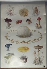 Vintage Smokey The Bear Have Fungi But Be Careful Poster USDA Educational  picture
