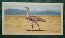 GREAT INDIAN BUSTARD   Vintage 1960's Illustrated Bird Card  CD20M picture