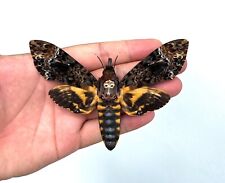 1 Real Death Head Moth Spread Mounted Skull Moth Taxadermy Oddity Collection picture