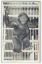 Rajah Male Gorilla From French Cameron West Africa Chicago Illinois IL Postcard picture