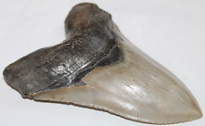 MEGALODON Shark Tooth Fossil No Repair 5.32