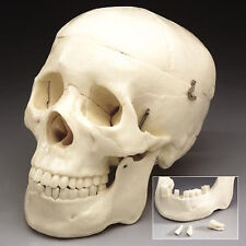 3 Piece Life-Size Human Skull, Educational Halloween picture