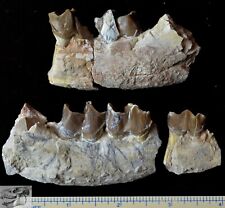 Juvenile Hyracodon Partial Jaw, Fossil, Early Rhinoceros, SD, Oligocene R1076 picture