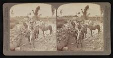 Peru Pack-train of donkeys and llamas on way to Arequipa--Chachina - Old Photo picture