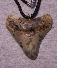 Megalodon shark tooth necklace 2 5/8
