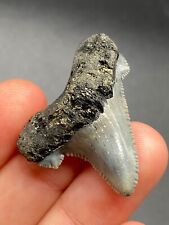 Summerville Angustidens Shark Tooth Fossil Sharks Teeth South Carolina picture