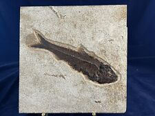 fossil fish green river formation wyoming picture
