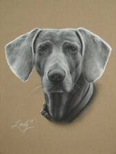 Original Fine Artwork Drawing Weimeramar Dog Lover Pet Portait  9 X 12 picture