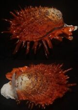 Tonyshells Seashells Spondylus versicolor SUPERB RED 62mm F+++, superb spine picture