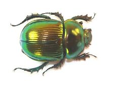 COLEOPTERA, GEOTRUPIDAE, PHELOTRUPES AURATUS from JAPAN picture