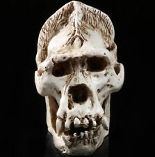 Gorilla Skull Resin Craft Skeleton (small) BUY 1 GET 1 FREE picture