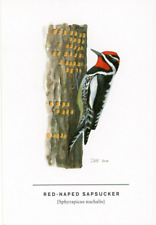 Red-Naped Sapsucker, David Allen Sibley (American, 1961-) --POSTCARD picture