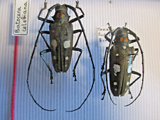 Entomologie Cerambycidae Celebian Batocera Cpl. M. 41.6mm Sulawesi picture