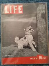 Life Magazine April 5, 1937 Terrier Barking Up Tree picture