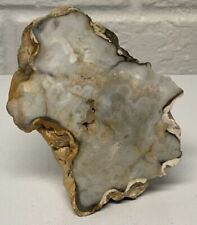 Stromatolite Fossil 350-500 Million Years Old, Agatized Light Blue, Iowa Find picture