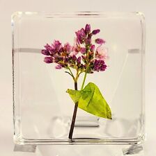 38mm Real Buckwheat Flower in Clear Resin Botany Herb Science Education Specimen picture