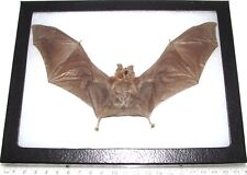 Rhinolophus affinus REAL PRESERVED BAT WINGS SPREAD TAXIDERMY 8IN X 6IN FRAME picture