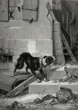 Dog Border Collie Abandoned, Animal Cruelty Rescue, Large 1880s Antique Print picture