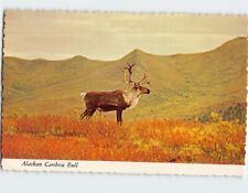 Postcard Alaska Caribou Bull Alaska USA picture