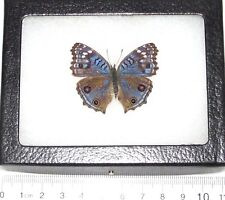 Precis rhadama REAL FRAMED BUTTERFLY BLUE AFRICA R3 picture
