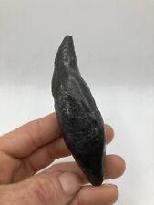 4.33'' / 11 cm QUALITY Rooted Sperm Whale Fossil Tooth - USA picture