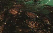 Grand Cayman 1971 Green Turtle Feeding on Turtle Grass at Mariculture Ltd. Sea T picture