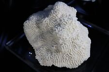Stunning Brain Coral Fossil Display Piece   picture