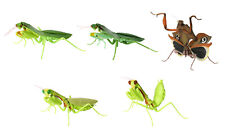 The Diversity of Life on Earth Mantis Figure Vol 4 Bandai Gashapon set of 5 picture