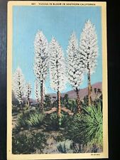 Vintage Postcard 1933 Yuccas in Bloom Southern California (CA) picture