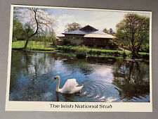 Vintage “The Irish National Stud” Tully Kildare Ireland Funny Postcard Swan Vtg picture
