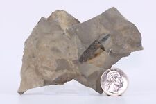 Fossil Graptolite Repaired Crack Ordovician Fillmore Formation Utah UT COA 5604 picture