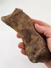 Woolly Rhino Right Hand Lateral Phalange Fossil - North Sea - Pleistocene picture