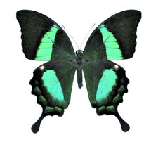 Papilio palinurus ONE REAL BUTTERFLY GREEN SWALLOWTAIL UNMOUNTED WINGS CLOSED  picture