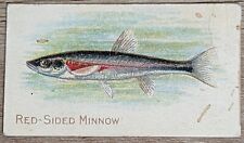 1910 T58 American Tobacco Fish Series Red-Sided Minnow picture