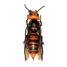 Vespa mandarinia REAL JAPANESE MURDER HORNET WASP UNMOUNTED PACKAGED picture