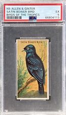 1889 N5 Allen & Ginter Birds Of The Tropics SATIN BOWER BIRD PSA 5 EX picture