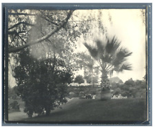 U.S.A., California, Los Angeles, Westlake Park Vintage Print Platinum Print  picture