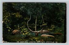 Pottstown PA-Pennsylvania The Harp Tree Ringing Rock Park Vintage c1910 Postcard picture