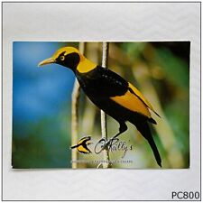 O'Reilly's Mountain Forest Escape Regent Bowerbird 2011 Postcard (P800) picture