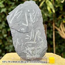Rare Didymograptus Graptolite Fossil on Stand - Ordovician, Abereiddy Bay, picture