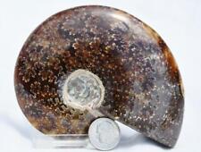 2999 WHOLE Ammonite Great Suture Pattern 110 myo Dino age Fossil 100mm LRG 3.9