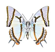 Polyura eudamippus ONE REAL BUTTERFLY INDONESIA UNMOUNTED WINGS CLOSED picture