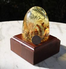 Vintage Nature Gems Embedments Iminac Inc Hermit Crab Wood Desk Paperweight picture