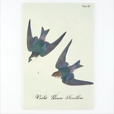 Violet Green Swallow Bird Postcard 4x6 Ornithology Illustration Art Print B2106 picture